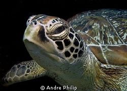Turtle portrait by Andre Philip 